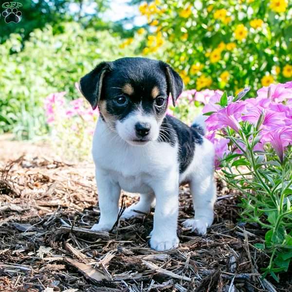 Jewel, Jack-A-Ranian Puppy
